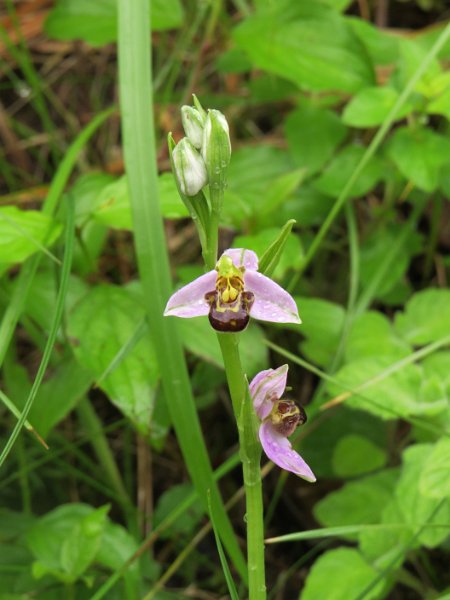(6) Bee orchid (Ophrys apifera).JPG